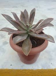 Check spelling or type a new query. Graptoveria Fred Ives Rs 150 Golden Petals Nursery Facebook