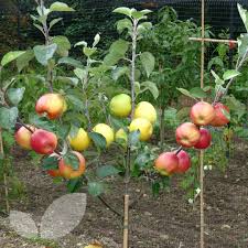 Tying fruit trees and soft fruit plants secure the tree to the stake with a figure eight to chainlock strapping or other suitable purpose made tie, or in the case of trained trees tie in the branches to the supports with soft tying material. Family Apple Trees For Sale Multi Grafted Apple Tree