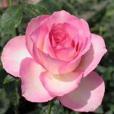 Bianco - rosa - Rose Ibridi di Tea - rosa mediamente profumata -  Tourmaline™ - Vendita Online di Rose da Giardino ???? PharmaRosa®