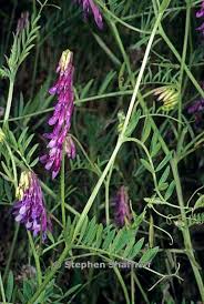 Image result for Vicia villosa