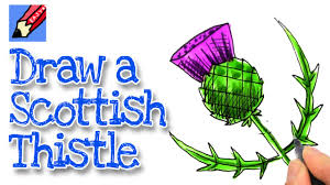 How To Draw A Scottish Thistle Real Easy Youtube Scotland plant flowers weed leaves flower milk thistle butterfly nature thistle. how to draw a scottish thistle real easy