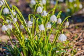 Water in hindi meaning different names of water in hindi language पानी. Amazing Meaning And Symbolism Of Snowdrop Flower You Should Know Florgeous