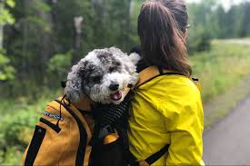 How to measure your dog. 8 Dog Carrier Backpacks For Hands Free Style Great Pet Care