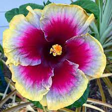 Language Of Love Hibiscus Hibiscus Plant Hibiscus Flowers Hibiscus