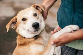 Adopt a pet from companion animal rescue alliance. 7 Amazing Dog Rescues In Washington D C Great Pet Care