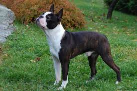 Join millions of people using oodle to find puppies for adoption, dog and puppy listings, and other pets adoption. Boston Terrier Puppies For Sale In Massachusetts Petsidi