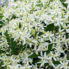 Check spelling or type a new query. Sweet Autumn Clematis Clematis Terniflora Plants Select Seeds