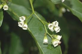 Image result for Hilsenbergia