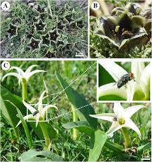 Before you begin your floral creation, the good people at field of flowers encourage you to mosey on over to the food and wine table, where there and visit one of the three south florida locations: The Role Of Fetid Olfactory Signals In The Shift To Saprophilous Fly Pollination In Jaborosa Solanaceae Springerlink