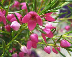 Pin On Betsy S Flowers