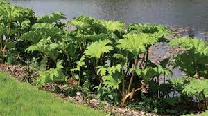 Image result for Gunnera
