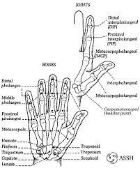 Trying To Figure Out Which Bone I Injured When I Fell Scaphoid Trapezium Trapezoid Metacarpals A Month Later It Still Bone And Joint Wrist Anatomy Anatomy