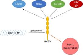 The most common cause of cold sores is the virus called herpes simplex virus 1. Herpes Simplex Virus 1 Latency And The Kinetics Of Reactivation Are Regulated By A Complex Network Of Interactions Between The Herpesvirus Entry Mediator Its Ligands Gd Btla Light And Cd160 And The