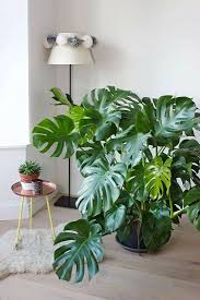 Beautiful Rounded Leaf And Yin Quality For Wood Element Plants Indoor Plants Plant Decor