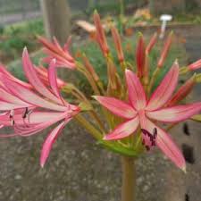 Image result for Ammocharis tinneana