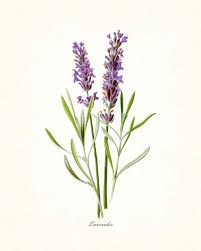 French Lavender Botanical Print Botanical Prints Botanical Drawings Lavender Tattoo