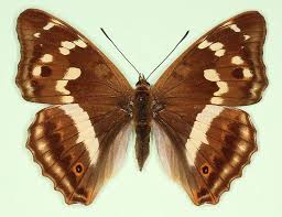 Image result for Apatura iris