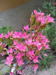 Image result for Kalanchoe laciniata