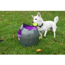 Performing agility training at home is not just fun, it will further strengthen the mutual bond and make a dog a sports athlete. Buy Dog Training Equipment Online Argos