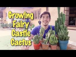 How to propagate your acanthocereus. Fairy Castle Cactus Growing Cactus Plants Youtube