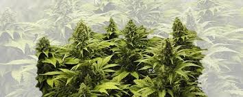 During the flowering stage, cannabis undergoes plant hormonal changes which allows the production of buds/flowers. Flowering Smbseeds