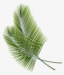 Check spelling or type a new query. Tropical Leaves Png Transparent Tropical Leaves Png Image Free Download Pngkey