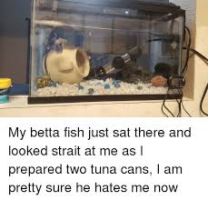 Bettas Need Densely Planted Tanks And Or Multiple Hides Which This Tank Does Not Even Come Close To Providing Betta Betta Fish Pet Fish