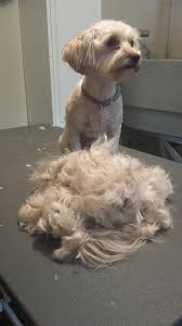 Moved from strasbourg to giessen in 1906. Hund Abscheren Franchise I Hundesalon Feingemacht