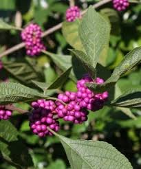 Large purple red fruit, bright orange blossoms. Purple Fruit Plants Producing Purple Fruit Almost Eden