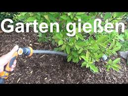 Wie ermittelt man den wasserbedarf einer pflanze? Rasen Morgens Oder Abends Giessen Bewassern Rasen Wann Sprengen Wassern Youtube