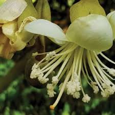 Duced a significant increase in leaf number and leaf area. Pdf The Durian Botany Horticulture And Utilization