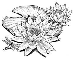 Wonderous Water Lily Lilies Drawing Water Lily Drawing Flower Drawing Draw an oval for the pad and add a line through it.