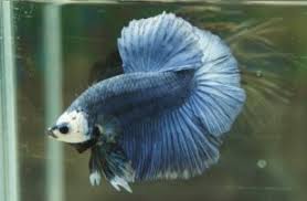 Female Betta Splendens Vang Bettas