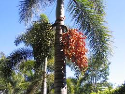 Image result for Wodyetia