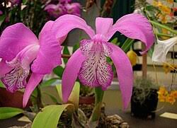 Image result for Kotschya speciosa