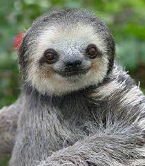 Pin By Claudia Mekins On Animals Not Dogs Cute Sloth Pictures Cute Baby Sloths Cute Animal Photos