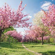 Spring, also known as springtime, is one of the four temperate seasons, succeeding winter and preceding summer. Spring In Germany Weather And Event Guide