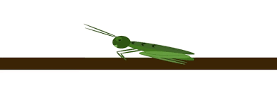 Insects that make sounds at night. Best Cricket Sound Gifs Gfycat
