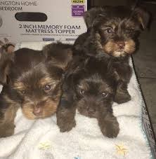 Before our available lab puppies leave to go to their new homes they will be well socialized, become familiar with basic commands such as come and sit. Puppies Sale Memphis Tn Nar Media Kit