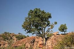 Image result for Ficus tettensis