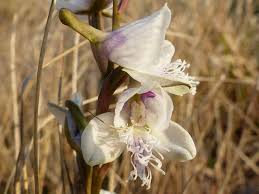 Image result for Disa baurii