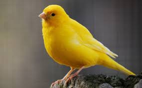The body is solid with an upright port, there are also shrinks but are less popular. Signs And Symptoms Of Disease In Canaries Pethelpful