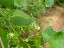 Image result for Acalypha fruticosa