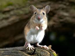 Mice gather whatever soft, warm materials they can find to build their nests. House Mouse Or Field Mouse Types Of Mice Woodland Trust