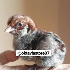 Doc Ayam Arab Shopee Indonesia