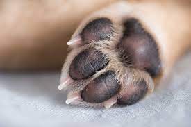 Maybe you would like to learn more about one of these? How To Keep Your Dog S Paw Pads Healthy Dog Fetched