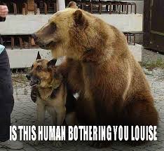 Bear And Dog Funny Meme Funny Dog Memes Funny Animals Animals