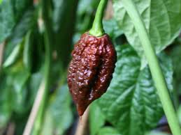 The trinidad chocolate scorpion chile plants get very tall but do not produce a large quantity of peppers. Growing Chili Beautiful Apocalypse Scorpion Chocolate The Chili Life