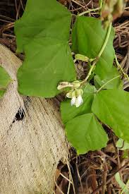 Image result for Psophocarpus scandens