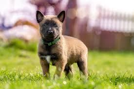 Part of our mission is to provide specialized k9 training and placement in search & rescue, law enforcement, and protection modalities as appropriate. Belgian Malinois Puppies Care Training And More Pawzy
